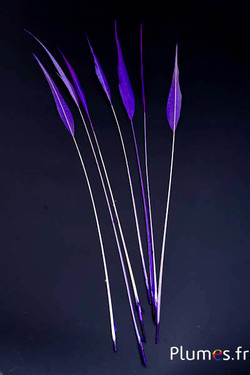 Faisan doré flèche - 40-45 cm - aubergine-blanc